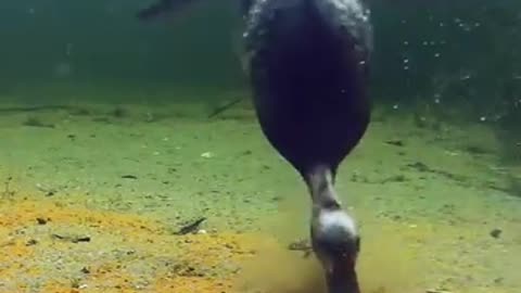 beautiful duck in sea