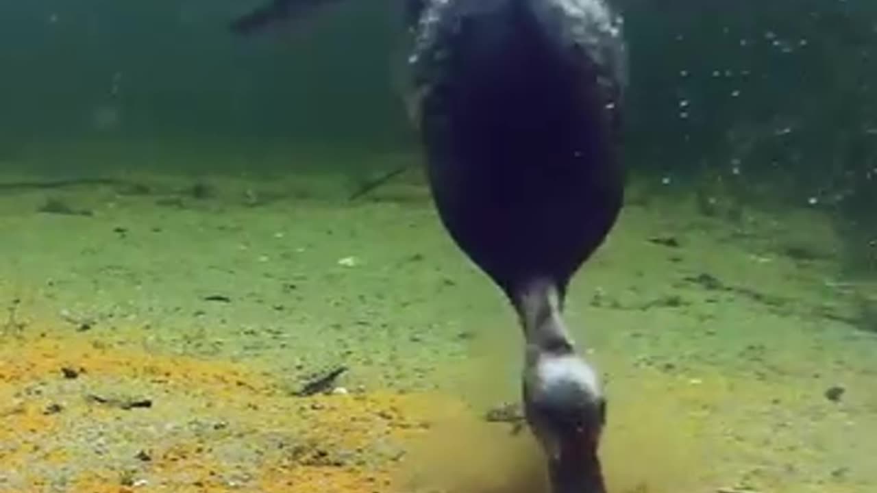 beautiful duck in sea