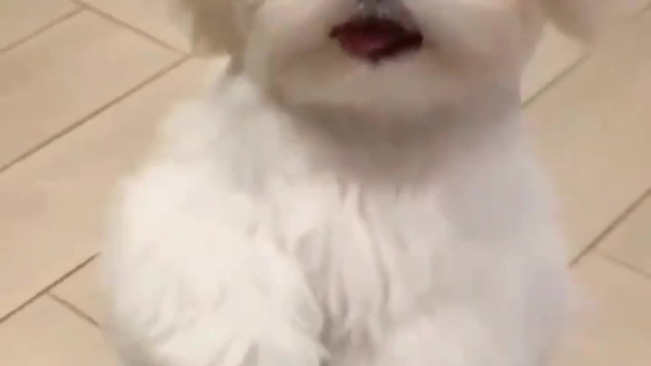 Cute puppy dance 🥰