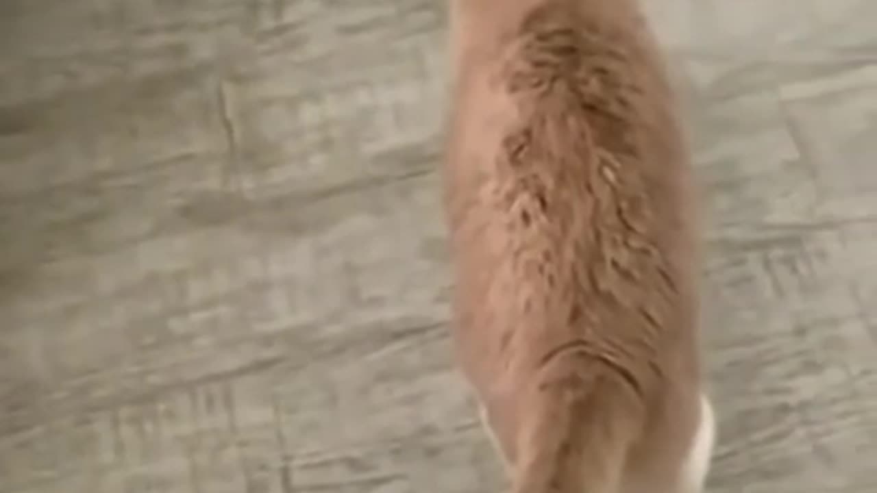 cutie puppy's and cats