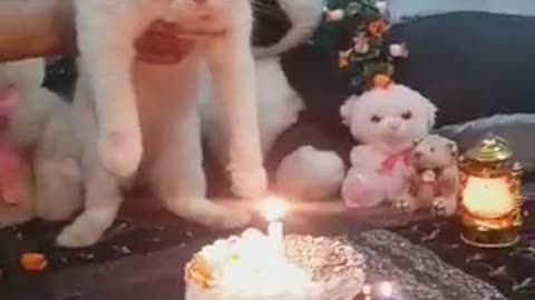 So happy cat birthday