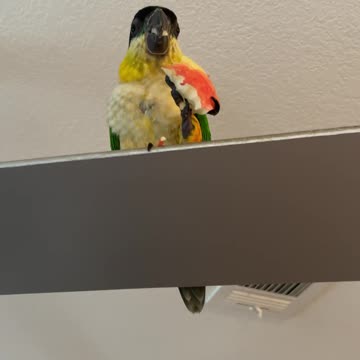 Parrot is suspect number one for making a mess