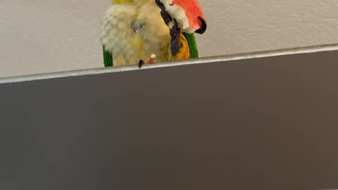 Parrot is suspect number one for making a mess