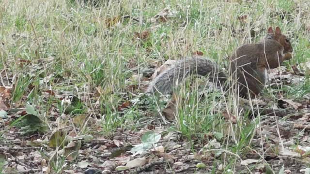 A Squirrel Picking Food On THe Ground