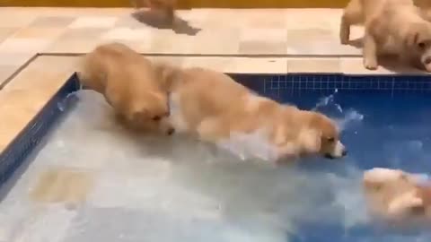 Doggo Pool Party