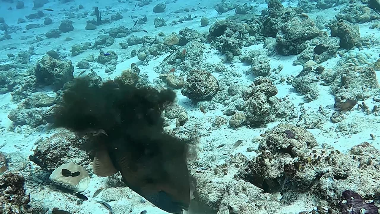 Titan Triggerfish vs Octopus