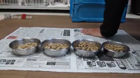 Just watch these cute baby animals. Cute Animal Babies