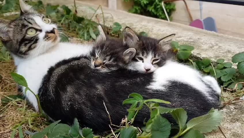 cute cat sleeping video with music