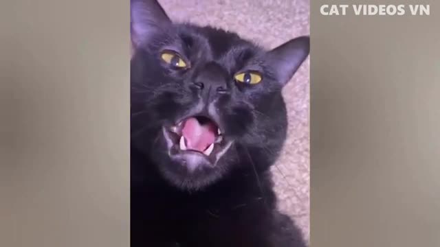 Funniest Animals Videos 😍🐱💙