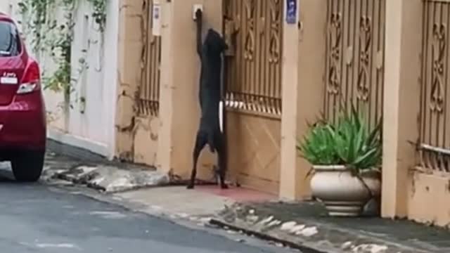 A dog that rings doorbells