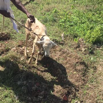 SAVING LAMBORGHINI THE LAMB