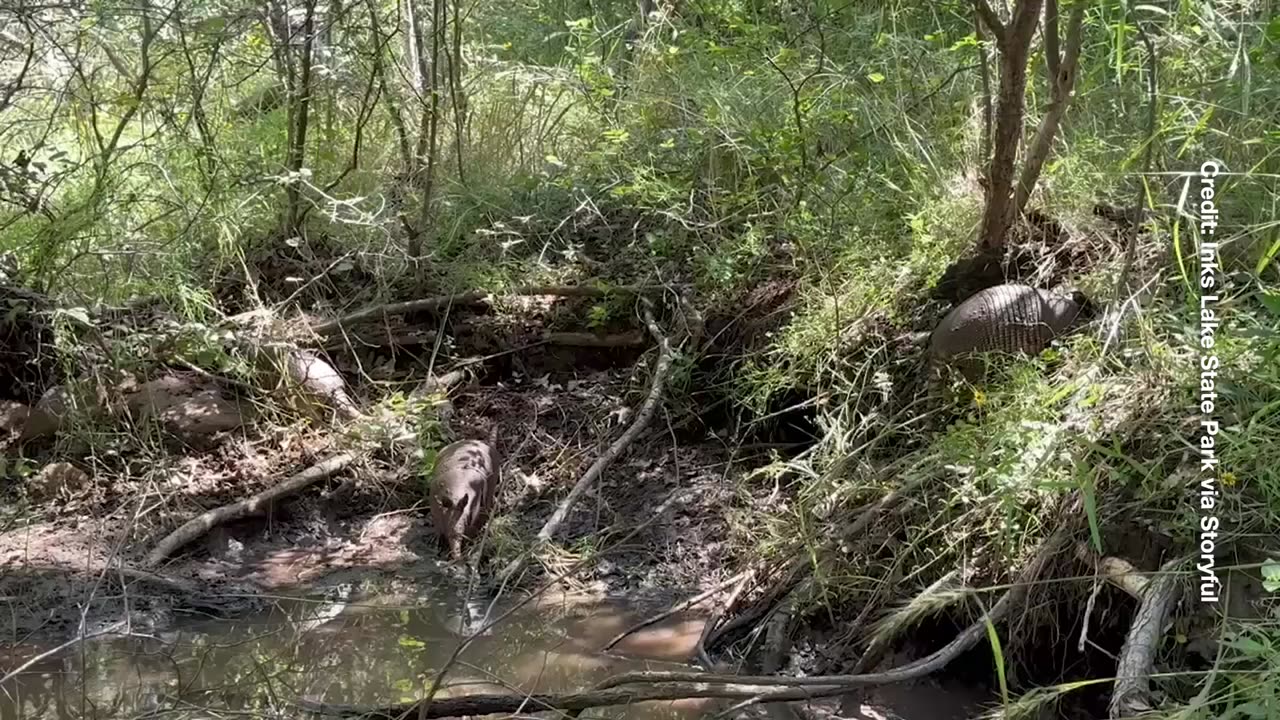 Beat the Heat: Rare Armadillo Quadruplets Enjoy Mud Bath in Texas