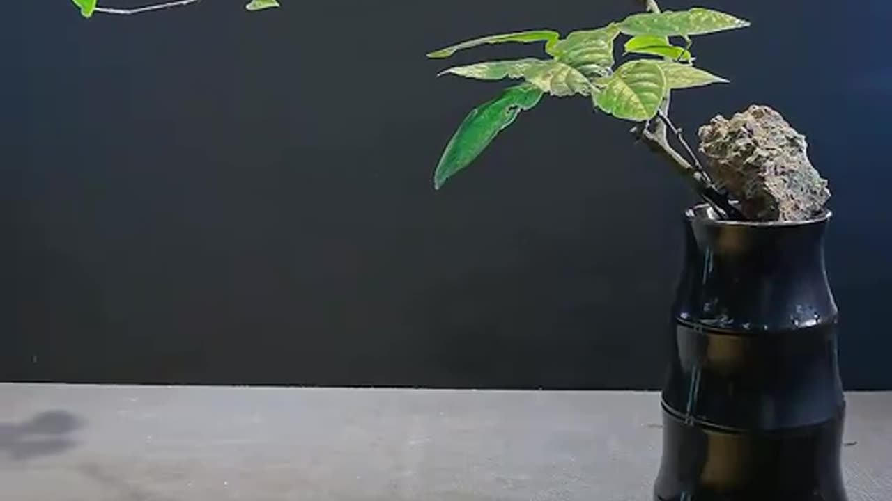 Ikebana 062: Oriental Style Natural Flower Arrangement Artistic Creativity