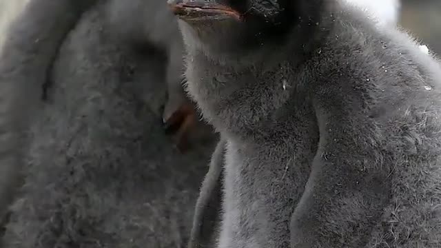 Adélie penguin chicks looking at the world with curious eyes 🐣 🇦🇶