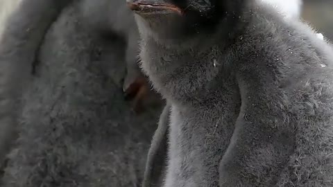 Adélie penguin chicks looking at the world with curious eyes 🐣 🇦🇶