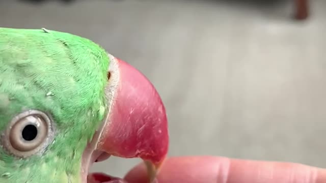 Slow motion tongue action … too funny !