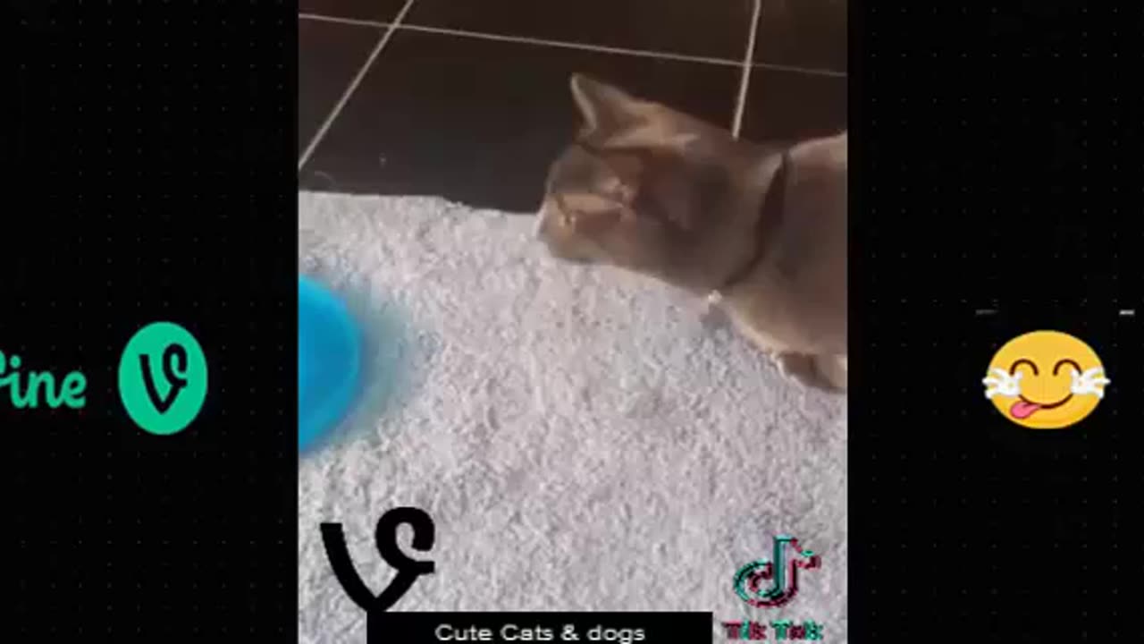 Funny cats