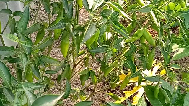 Logga Poti Tree