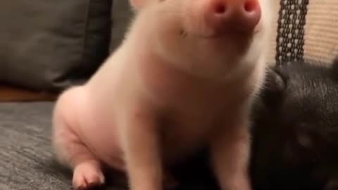 cute pig