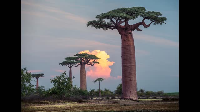 Eden's Diaspora - "Baobab"