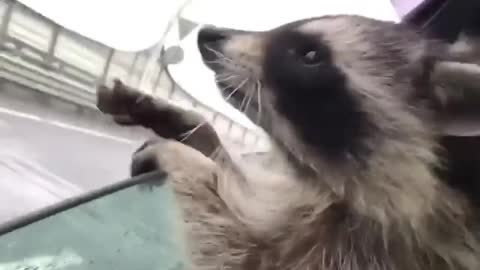 When the raccoon tries to bite the air 😂😂😂😂