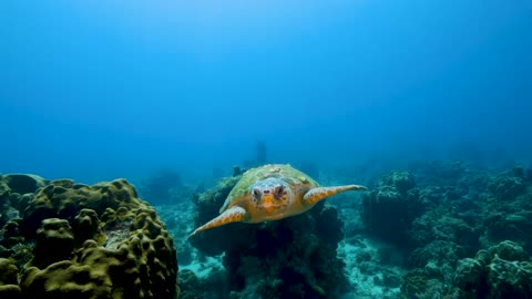 THE DEEP OCEAN _ 4K TV ULTRA HD _ Full Documentary - Beautiful Coral Reef Fish V - 2of50