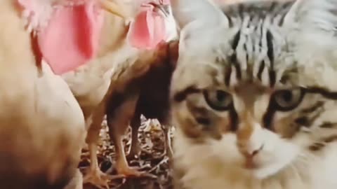 Cat funny video