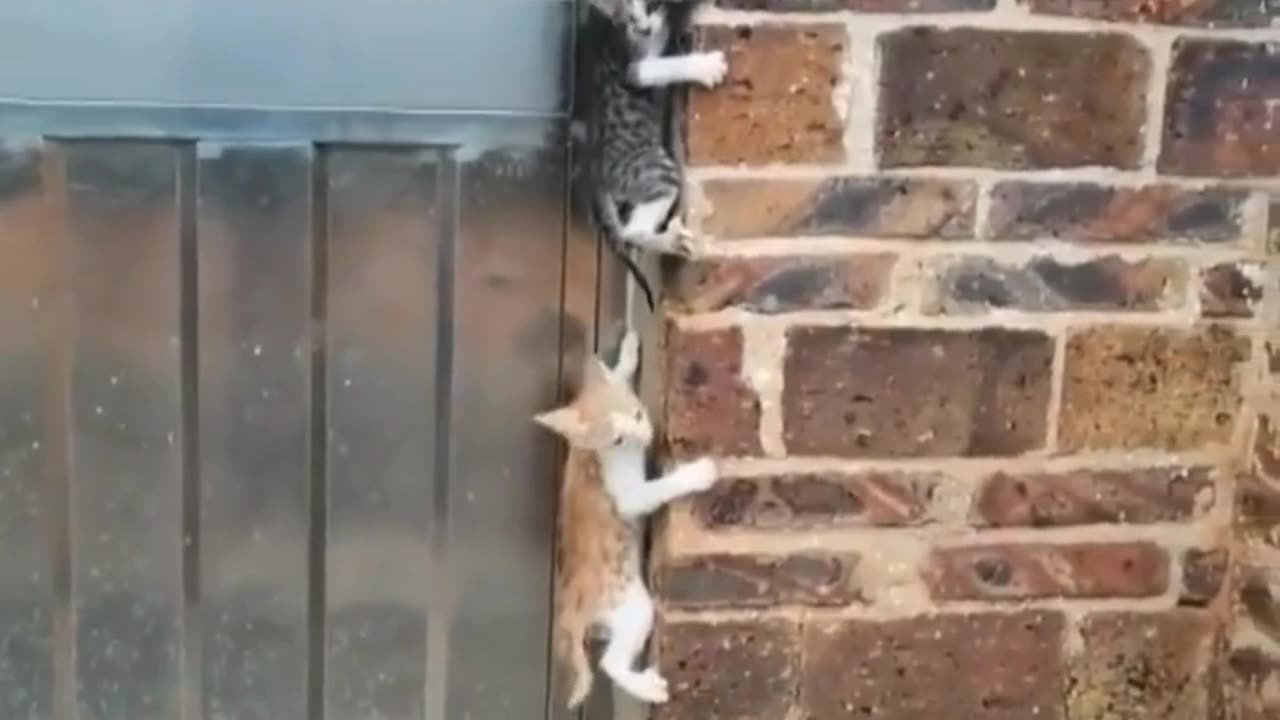 Wow new funny 🤣 video