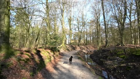 A run in Bennekom, The Netherlands