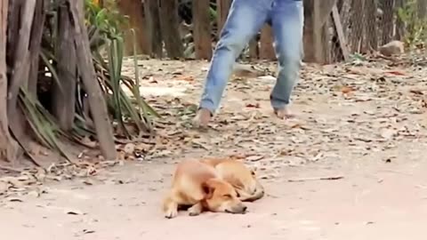 Troll Prank Dog Funny