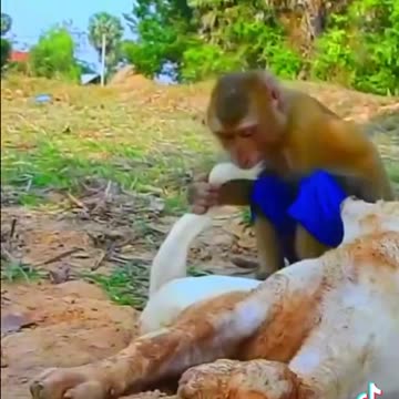 Monkey and dog playing