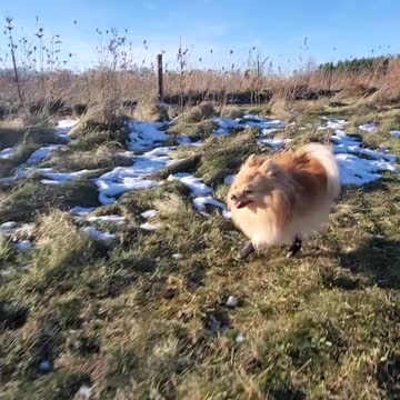 Adorable pomeranian runs like crazy in doggy leggings