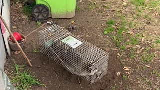 Man Screams When Releasing Raccoon