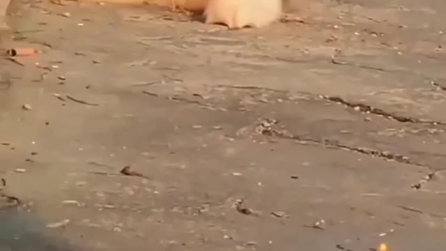 Funny videos