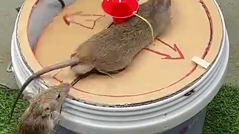 Best Mouse Trap Idea