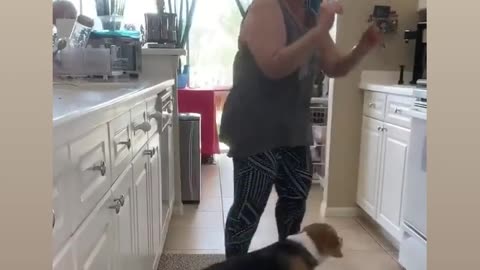 Funny dancing dog 🐕