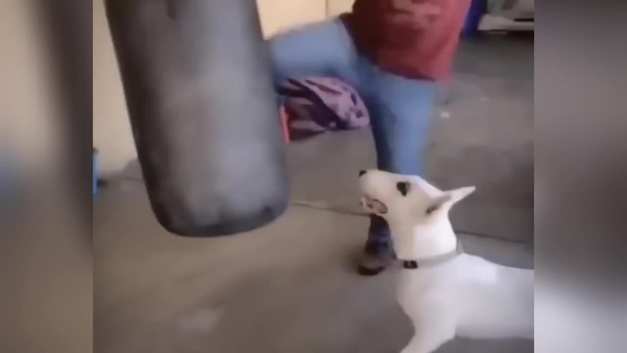 Animal funny video
