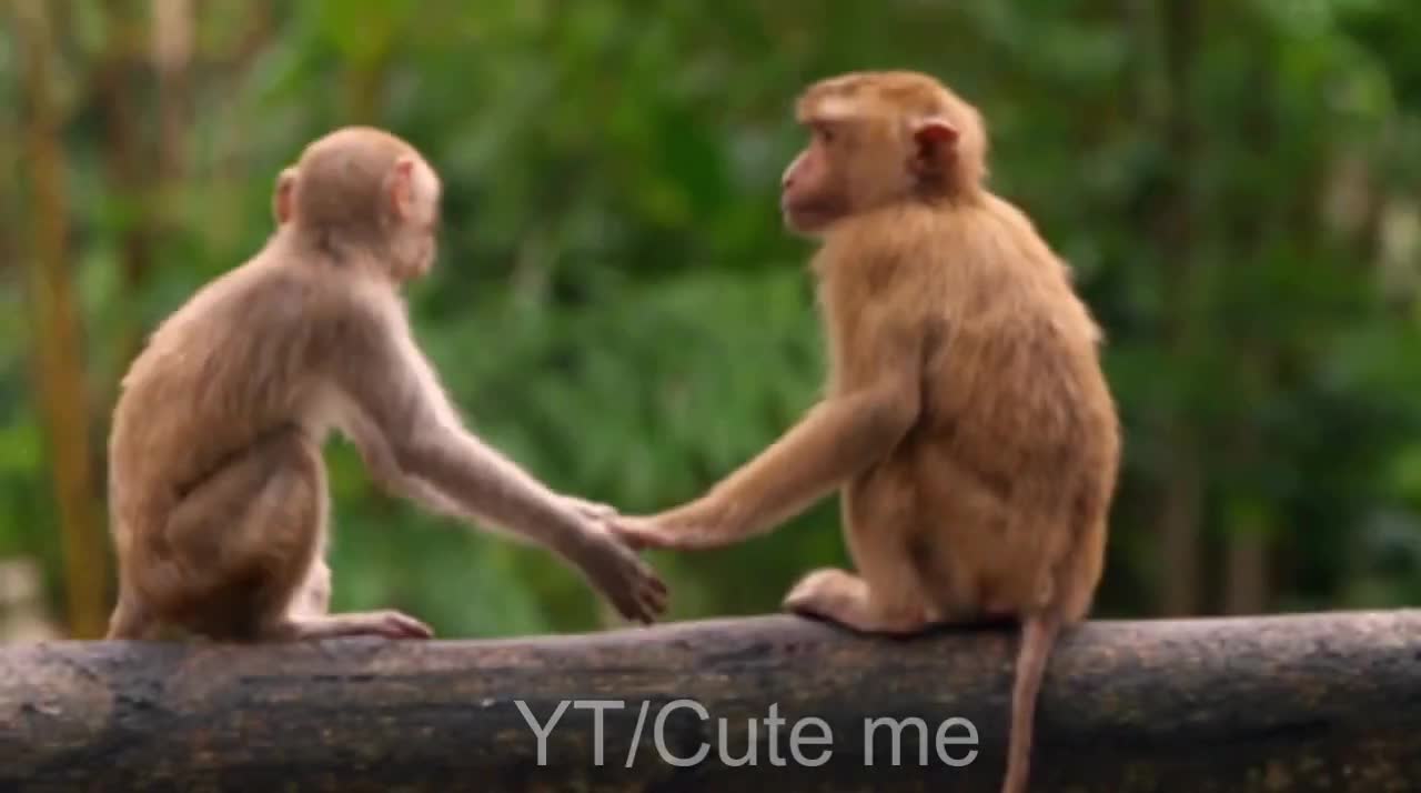 Cute Monkey Compilation 2022