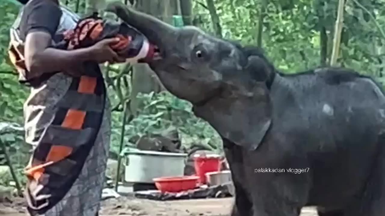 elephant feeding 👌