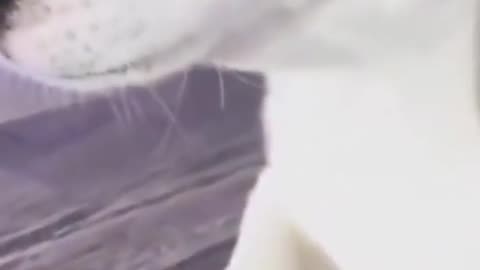 Top Funny Cute Cats Fail Clips🫠😍😍