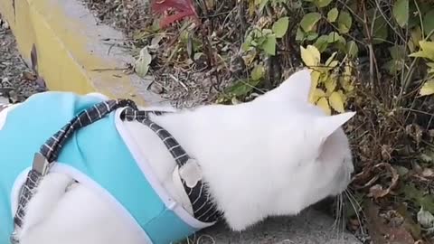 FUNNY CAT
