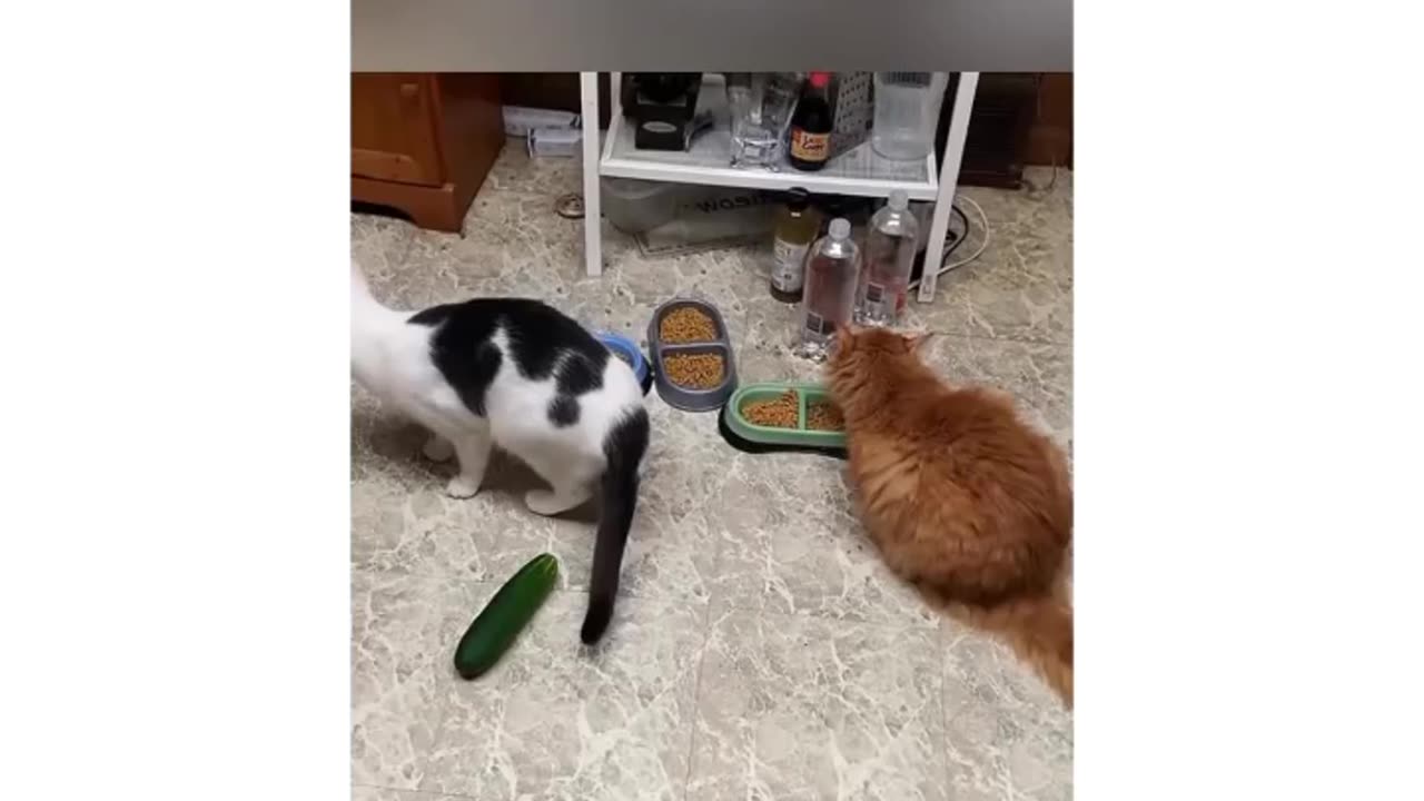 Cat and Cucumber