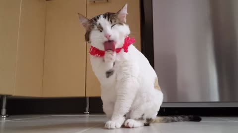 A beautiful Cat cleaning himself