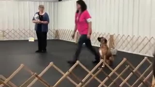 Dog training video