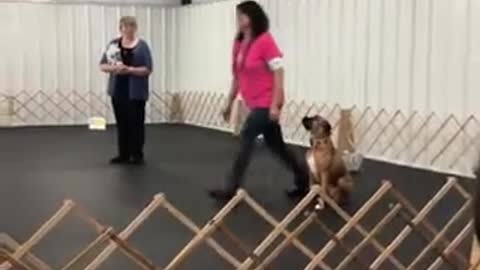 Dog training video