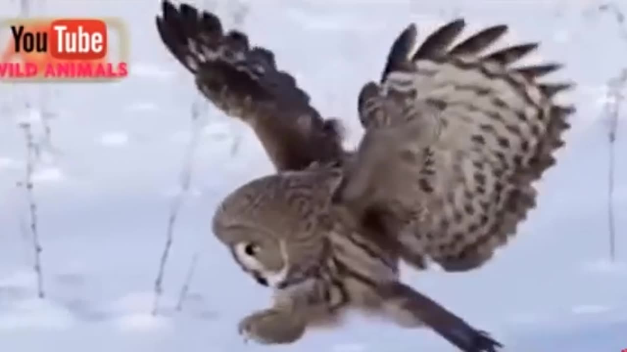 Big eagle hunting