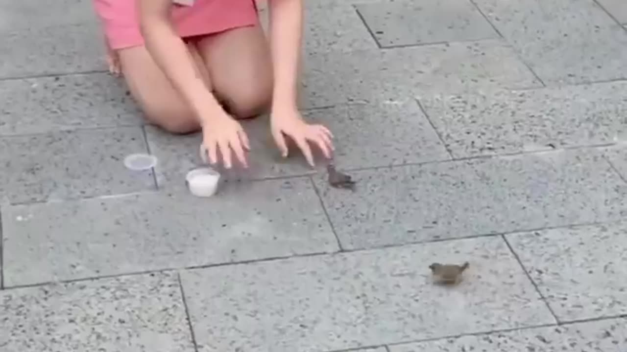 Funny Animals video 😂