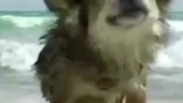 Funny dog get dry after swim