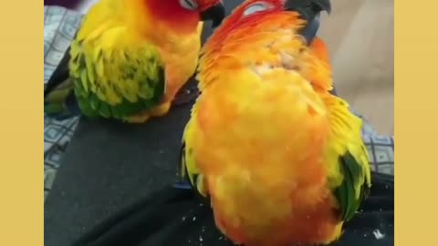 Cute Parrots