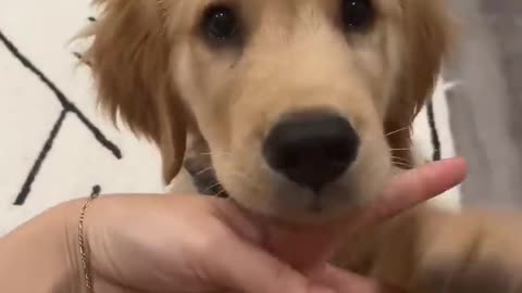 ollie the golden retriever reveal